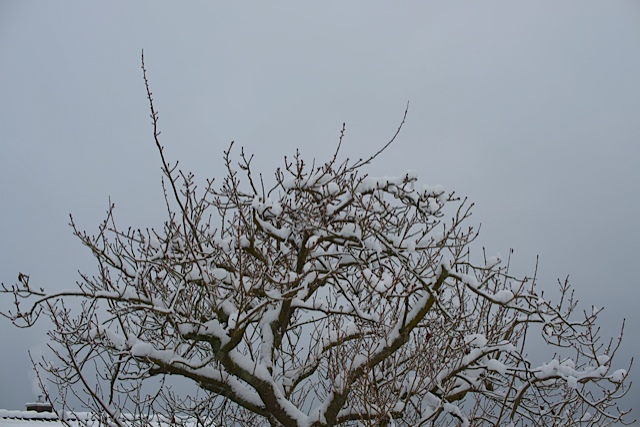DSC_1000